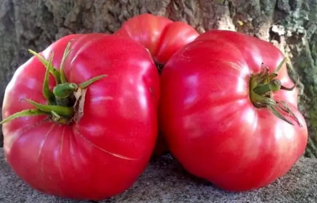 Томат Яки: описание сорта помидоров, характеристики. Особенности посадки и выращивания, болезни и вредители, достоинства и недостатки