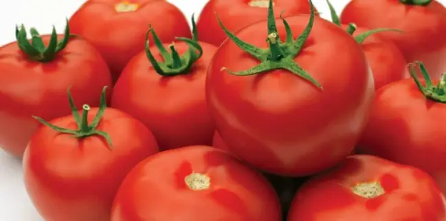 Томат Гравитет: описание сорта помидоров, характеристики. Особенности посадки и выращивания, болезни и вредители, достоинства и недостатки