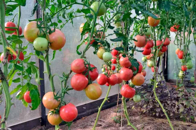 Томат дерсу описание сорта — Новинки дополнили томатный конвейер