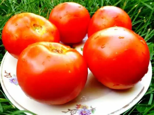 Томат Диаболик: описание сорта помидоров, фото поспевших плодов, отзывы тех, кто пробовал их выращивать