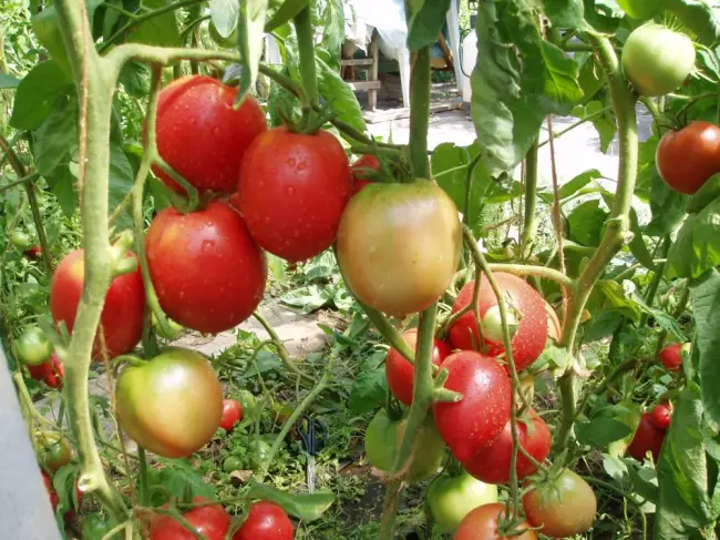 Россыпь драгоценных помидоров на грядках — томат «Жемчужина Красная»