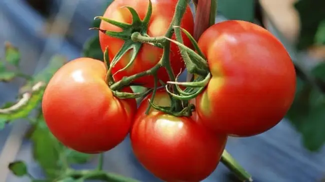 Томат Катрина: описание сорта помидоров, характеристики. Особенности посадки и выращивания, болезни и вредители, достоинства и недостатки