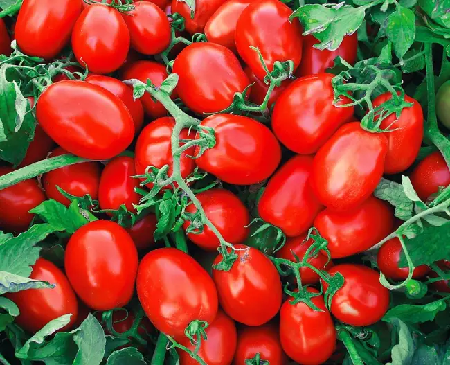 Сорта томатов для Краснодарского края — список рекомендуемых. Название, фото, описание и подробные характеристики каждого сорта. Узнайте, какие сорта томатов лучше выращивать в Краснодарском крае.