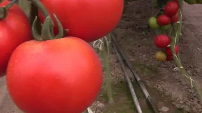Подробное описание помидоров Линда F1 — особенности плодов и семян