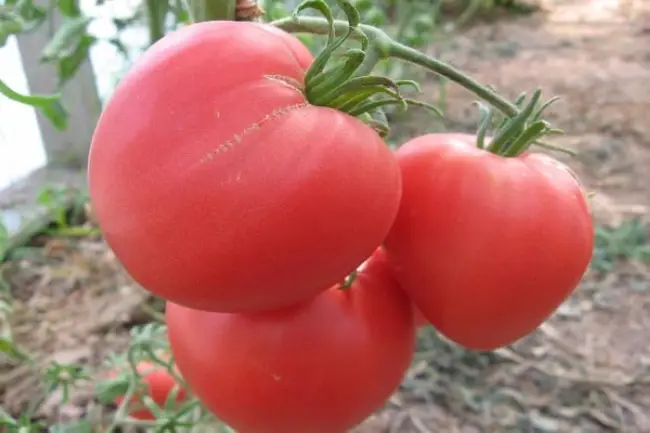 Описание сорта томата Львиное сердце, его характеристика и урожайность