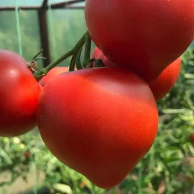 Самые популярные и вкусные сорта томатов с «носиком»