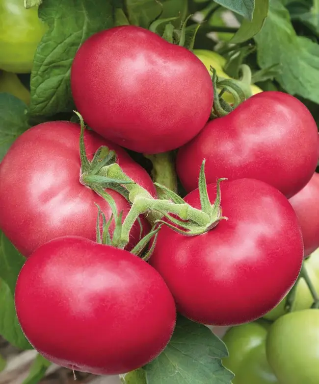 Томат Пинк F1: особенности выращивания томата, достоинства и недостатки, для каких регионов подходит, вкусовые качества плодов