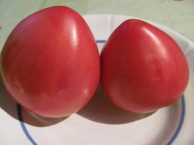Томат «Пудовик»: характеристика и описание сорта помидор с фото, отзывы об урожайности тех кто сажал