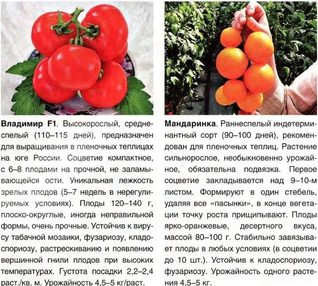 Описание томата Пурпурная Свеча и выращивание сорта рассадным способом