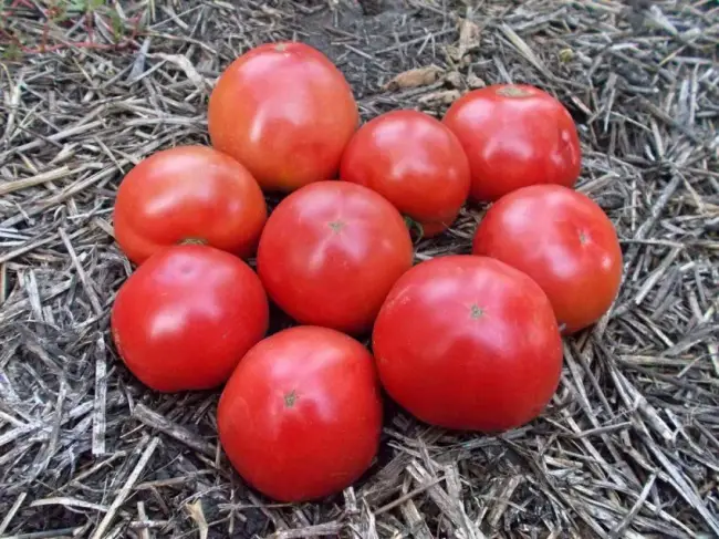 Томат Розовое утро: характеристика и описание сорта, отзывы об урожайности, фото помидоров