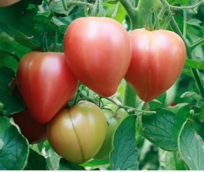 Томат Розовый спам: описание сорта помидоров, характеристики. Особенности посадки и выращивания, болезни и вредители, достоинства и недостатки