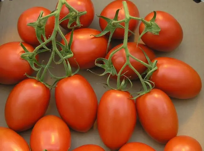 Детерминантный томат Самран (самый ранний)