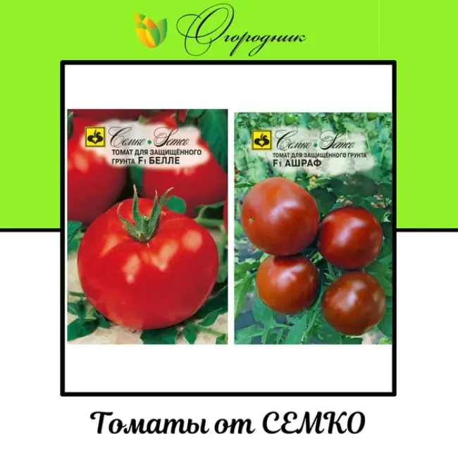Томат Семко 25 F1 — фото урожая, цены, отзывы и особенности выращивания