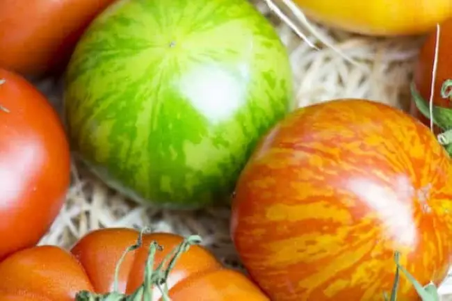 Томат Тигренок: описание сорта помидоров, характеристики. Особенности посадки и выращивания, болезни и вредители, достоинства и недостатки
