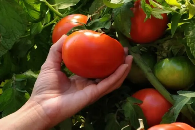 Описание томат сорта Топтыжка, его характеристики и выращивание