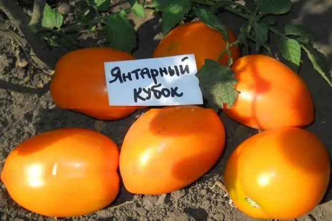 Семена томата Янтарный кубок
