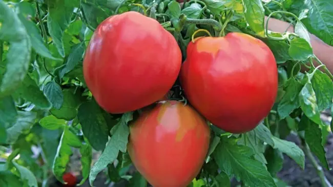 Томат Андромеда: описание сорта помидоров, характеристики. Особенности посадки и выращивания, болезни и вредители, достоинства и недостатки