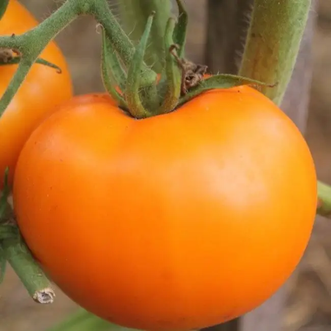 Урожайный великан с нежной мякотью и фруктовым ароматом: томат Амана Оранж