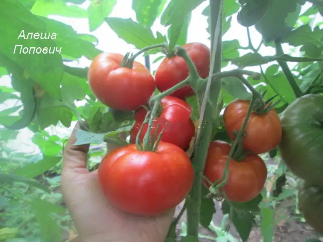 Томат Алеша Попович: отзывы тех кто сажал помидоры, характеристика и описание сорта, фото урожайности и видео
