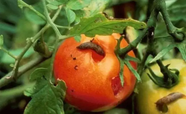 Слизни на томатах — методы борьбы с вредителем