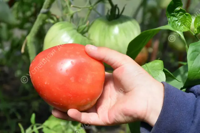Томат Богатырь: характеристика и описание сорта, отзывы об урожайности помидоров и фото семян