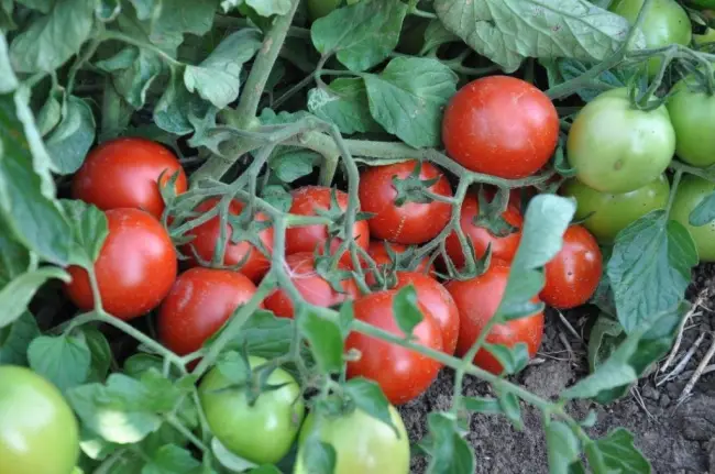 Что необходимо знать, чтобы вырастить томаты Вернер. Характеристика растения. Описание плодов, и их назначение. Правила выращивания рассады и высадка ее в грунт.
