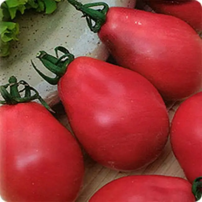 Сорт томатов Груша красная — характеристики, особенности, плюсы и минусы. Выращивание рассады, пересадка в грунт, режим полива и подкормок. Отзывы дачников о сорте.