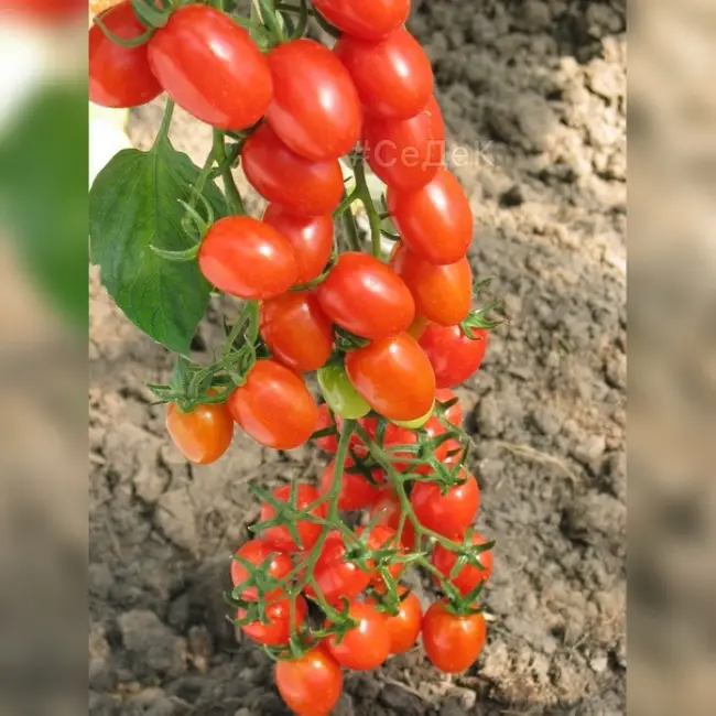 Описание томата Детская радость f1 и выращивание сорта на своем участке