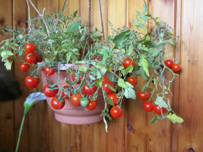 Как вырастить помидоры Бонсай на балконе или на подоконнике