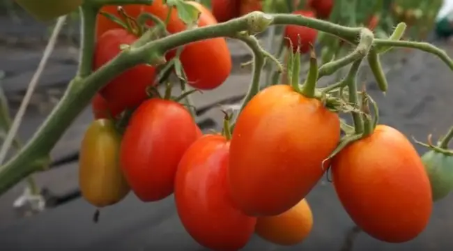 Описание сорта томата Даренка, особенности выращивания и ухода