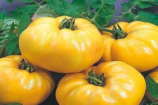 Описание сорта томата Бизон оранжевый и его характеристики