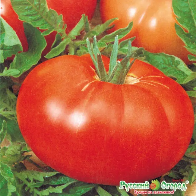 Сорт томатов Афен f1