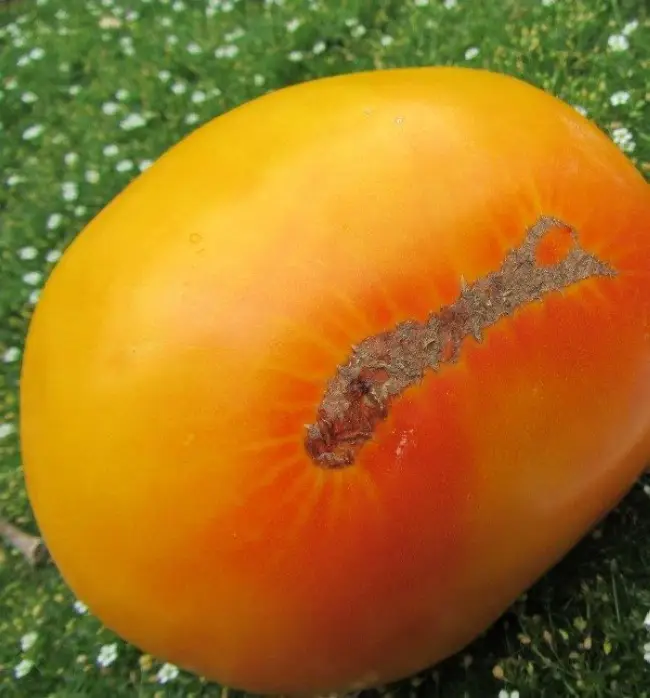 Томат «Загадка природы»: необычный вкус и цвет этого сорта помидоров, описание и характеристики