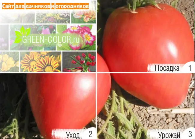 Описание сорта томата Большая мамочка – фото, преимущества, характеристика куста и плодов, особенности выращивания. Отзывы огородников.
