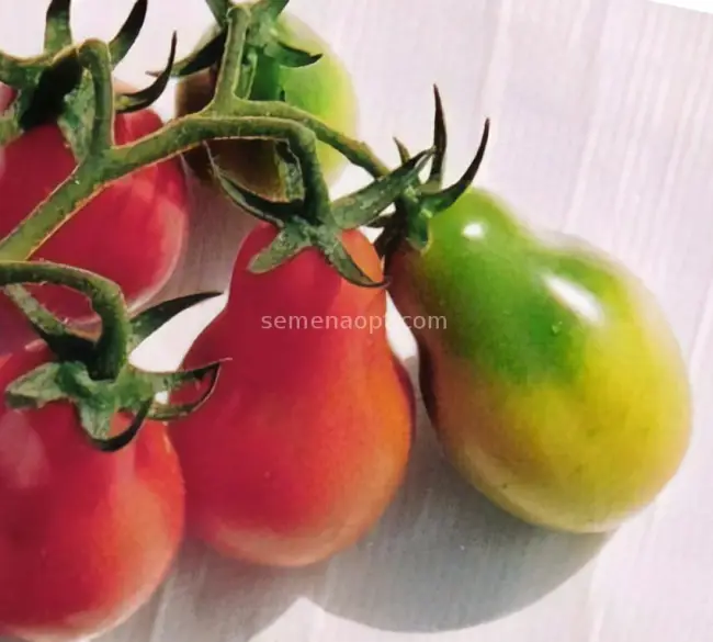 Узнайте как правильно высаживать томаты Балерина и добиться отличной урожайности. В статье вы найдете характеристики сорта и его описание, а также отзывы дачников о помидорах и фото растения с сочными плодами.