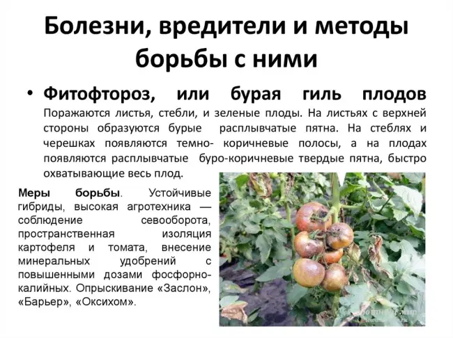 Томат Инфинити: описание сорта помидоров, характеристики. Особенности посадки и выращивания, болезни и вредители, достоинства и недостатки