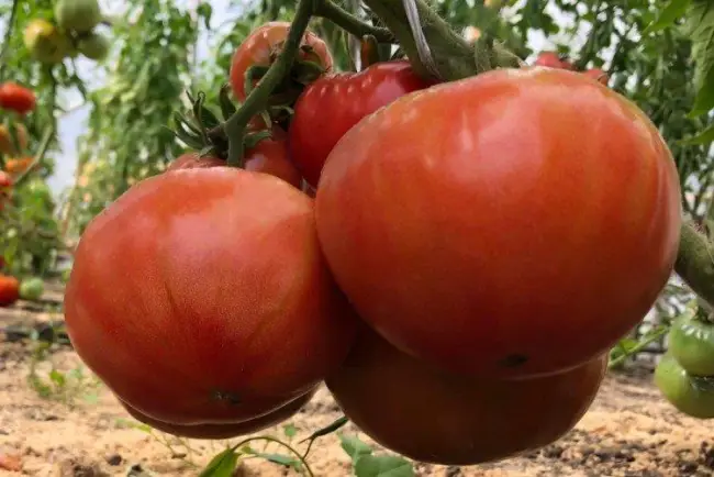 Какая урожайность у сорта томата Кострома ф1? Когда необходимы высаживать семена на рассаду? Можно ли выращивать данный сорт в открытом грунте?