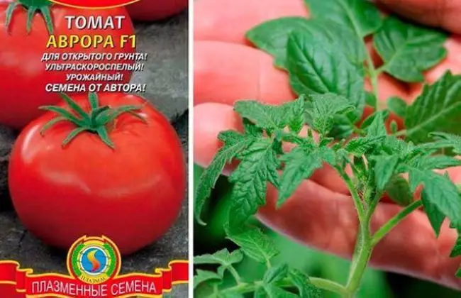 Среди различных гибридных сортов отличается Аврора – томат с таким красивым названием, которое полностью соответствует его характеристикам.