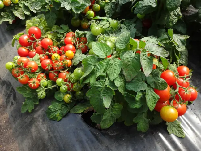 Стоит ли сажать томаты Видимо-невидимо, плюсы и минусы сорта, отзывы