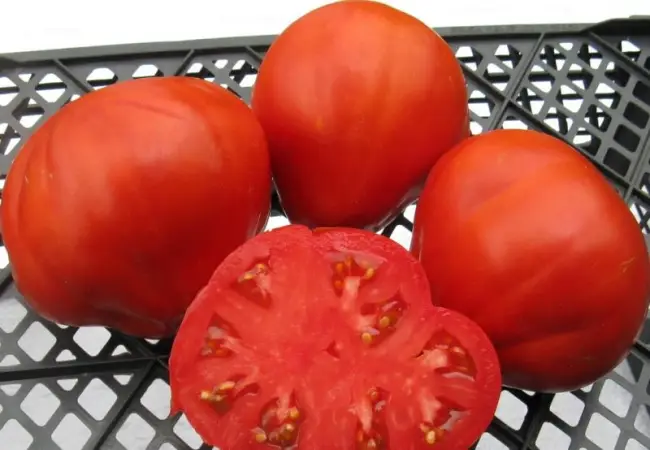 Описание сорта и характеристика томата Красная гроздь, его урожайность