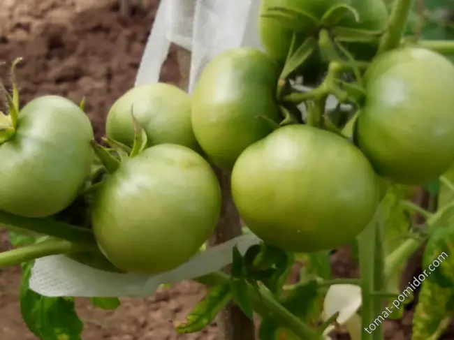 Вперед, Красная Гвардия: помидоров новый сорт не испортит огород