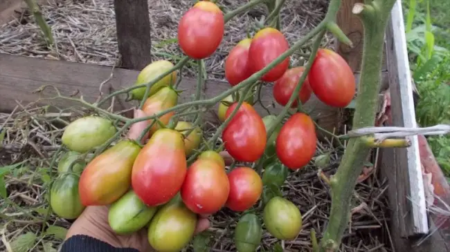 Нематода на томатах — как бороться с опасным вредителем