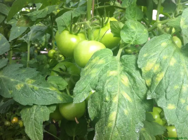Томат Лорд: характеристика и описание сорта с фото, урожайность помидора, отзывы