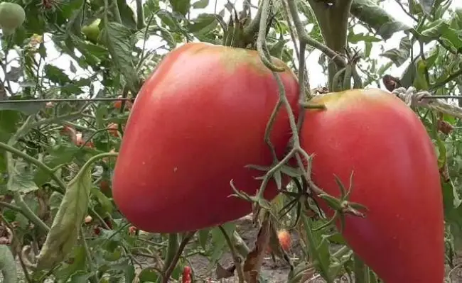 Томат «Любовь F1»: характеристика и описание сорта помидоров с фото, отзывы об урожайности