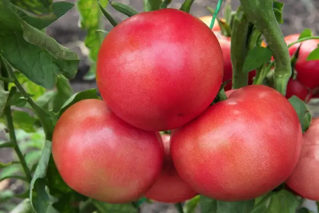 Малиновое чудо обеспечит богатый урожай томатов!