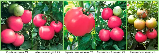 Отзыв о Семена томатов «Сады России» | Томат Малиновое вино — на любителя))