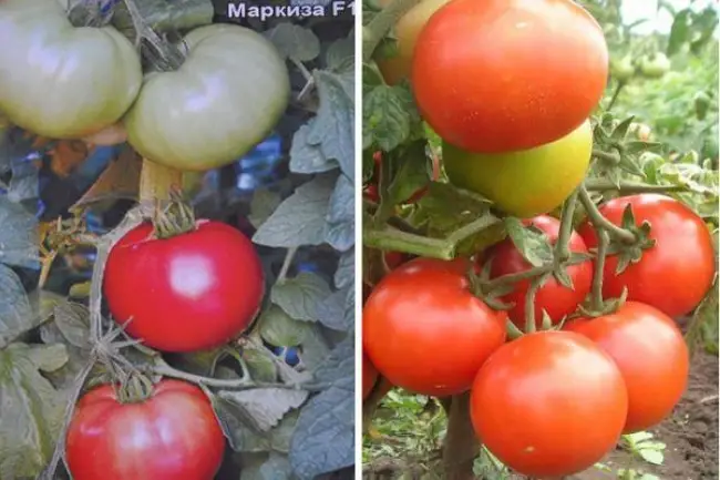 Описание томата Маркиз f1, особенности выращивания и отзывы огородников