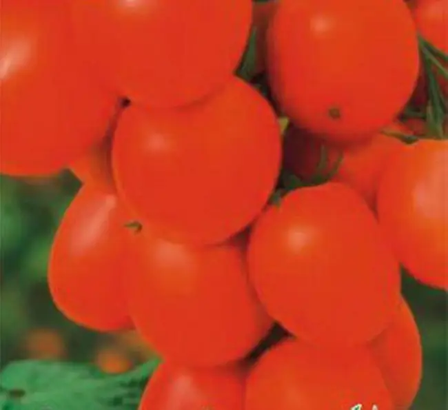 Томат «Маруся»: характеристика и описание сорта, рекомендации по выращиванию вкусных помидоров, фото-материалы Русский фермер