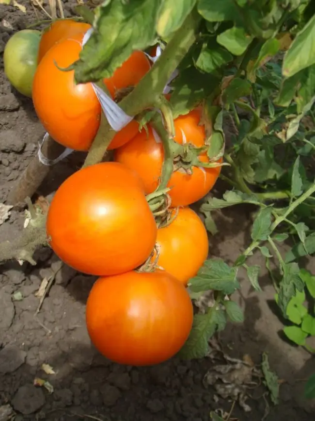 В данной статье есть подробное описание сорта помидор «Монастырская трапеза», его особенности выращивание, болезни и вредители томата, а также фото плодов.