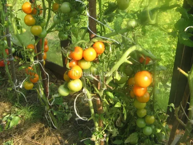 Описание оранжевого томата Очарование и общая характеристика растения